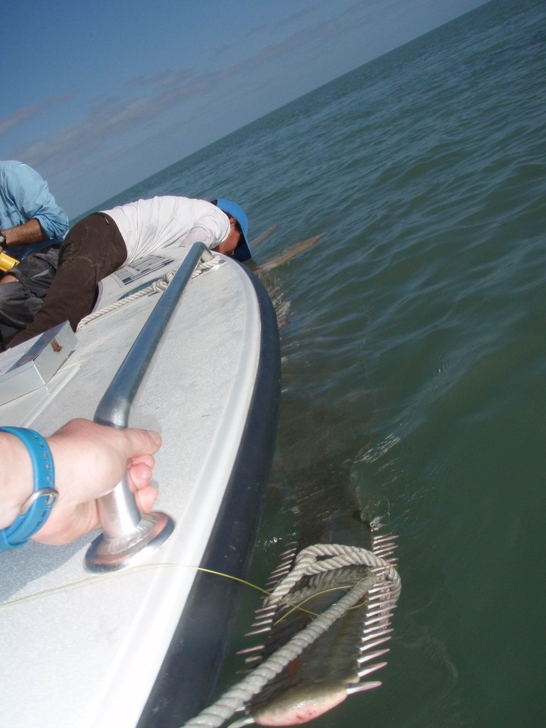 Toothy Nose Extension of Sawfish © John Bell